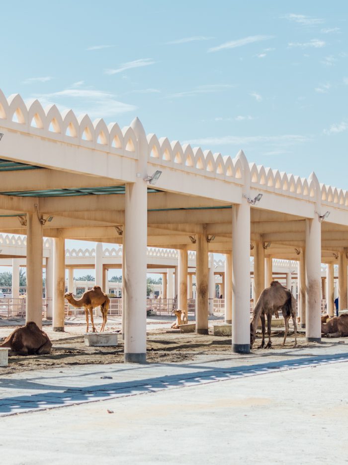 Royal Camel Farm
