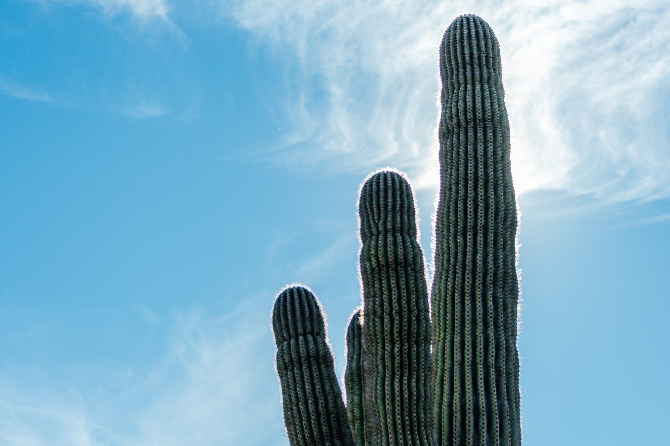 Photo of a saguaro cactus