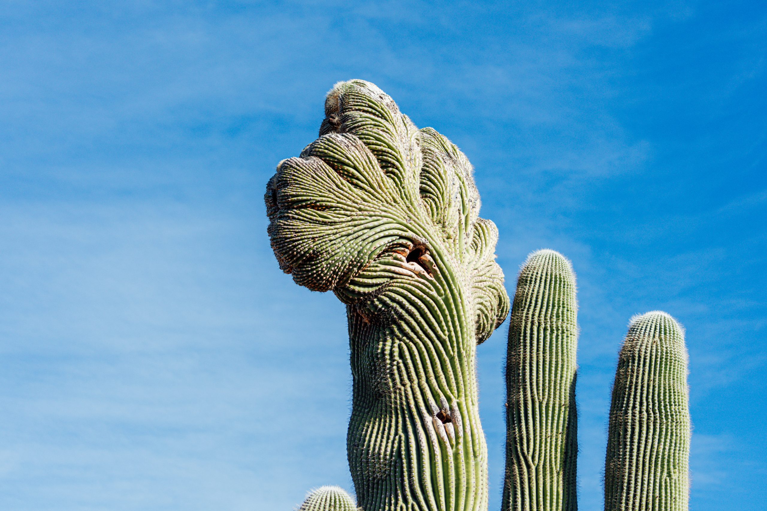 Photo of a crested saguaro catcus.