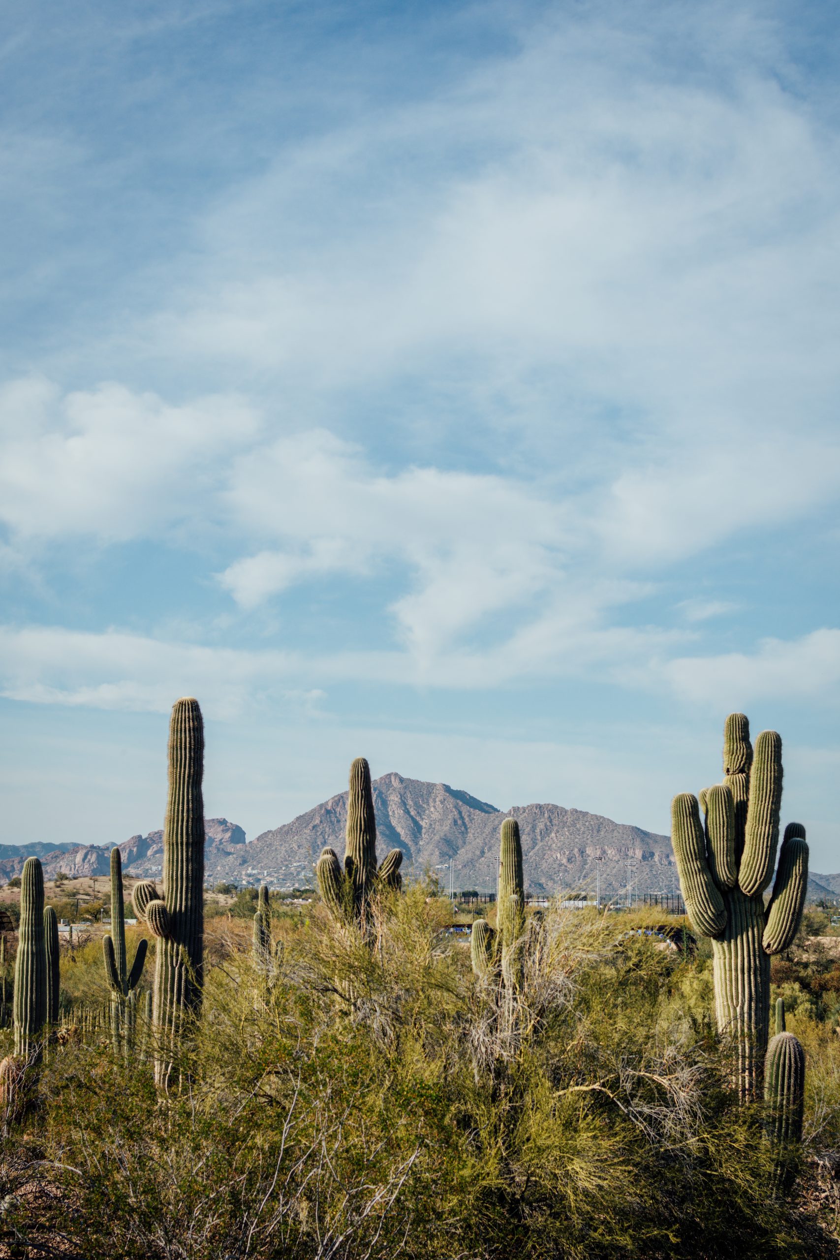 Photo of a mountain in Phoenix with saguaro cacti in the foreground.