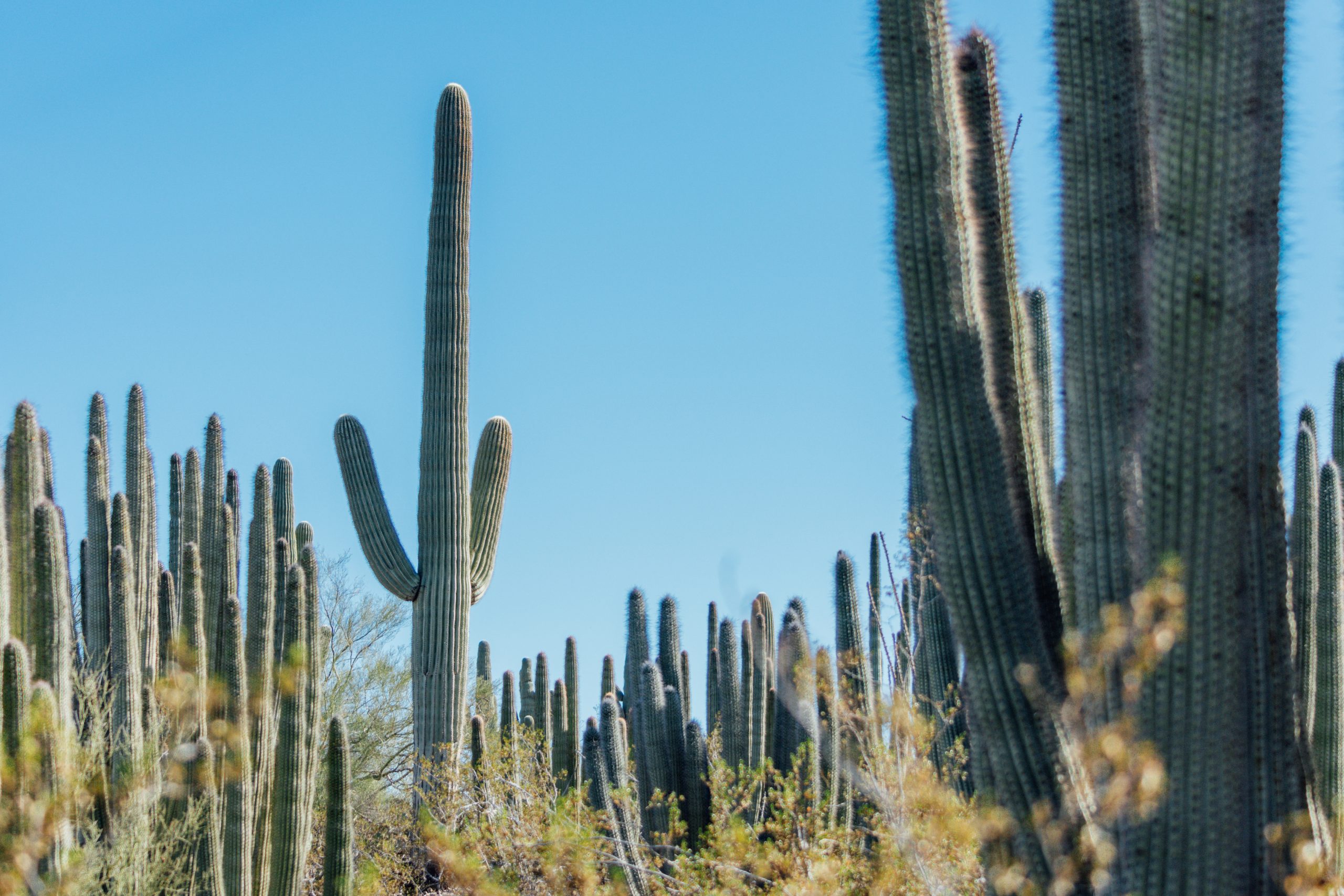 Photo of a lot of saguaro cacti