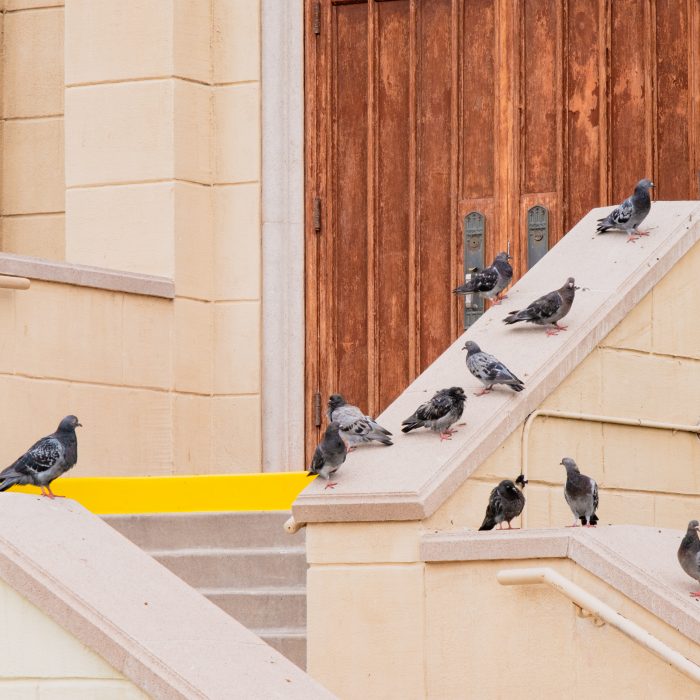 Photograph of a flock of pigeons sitting and standing on and around some stairs leading up to a door.
