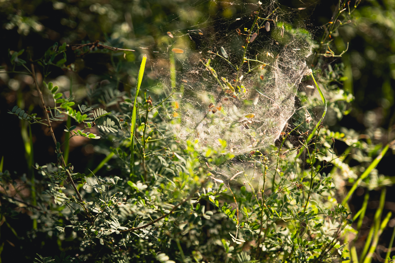 Photograph of spiderwebs in the sunlight,