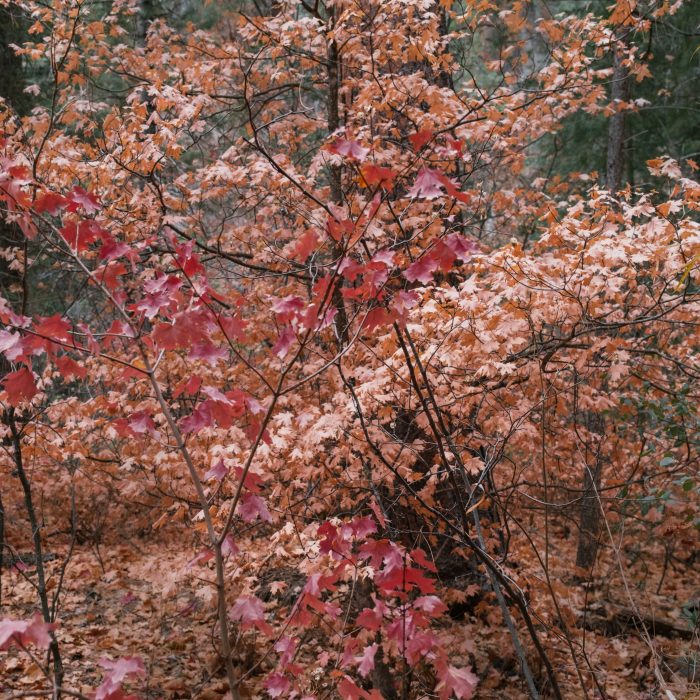Photograph of a tree in autumn, covered with orange and red leaves.