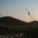 By the pond