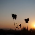 Morning silhouettes