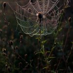 Dew caught