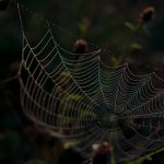 Dew from above