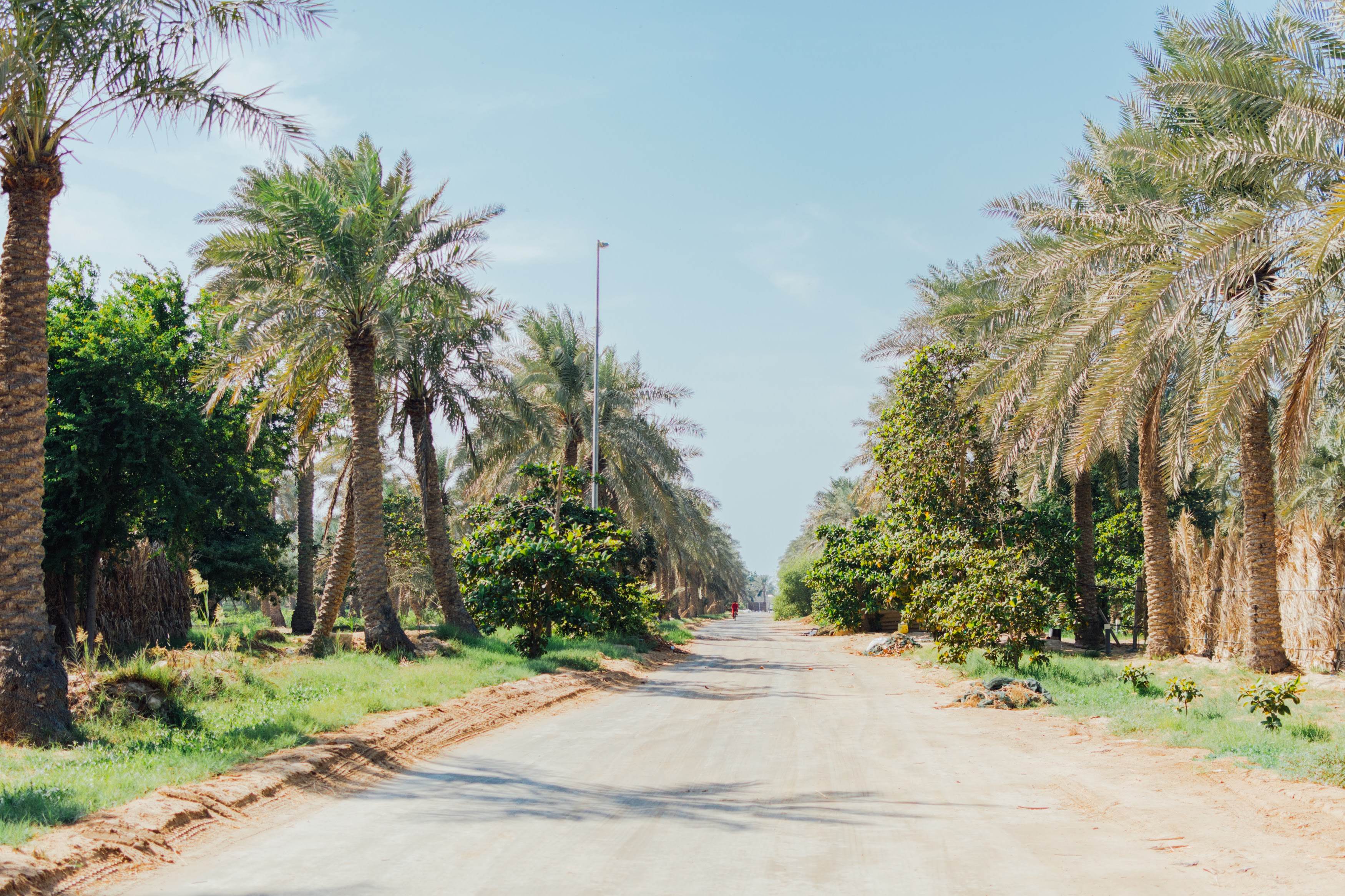 Camel farm