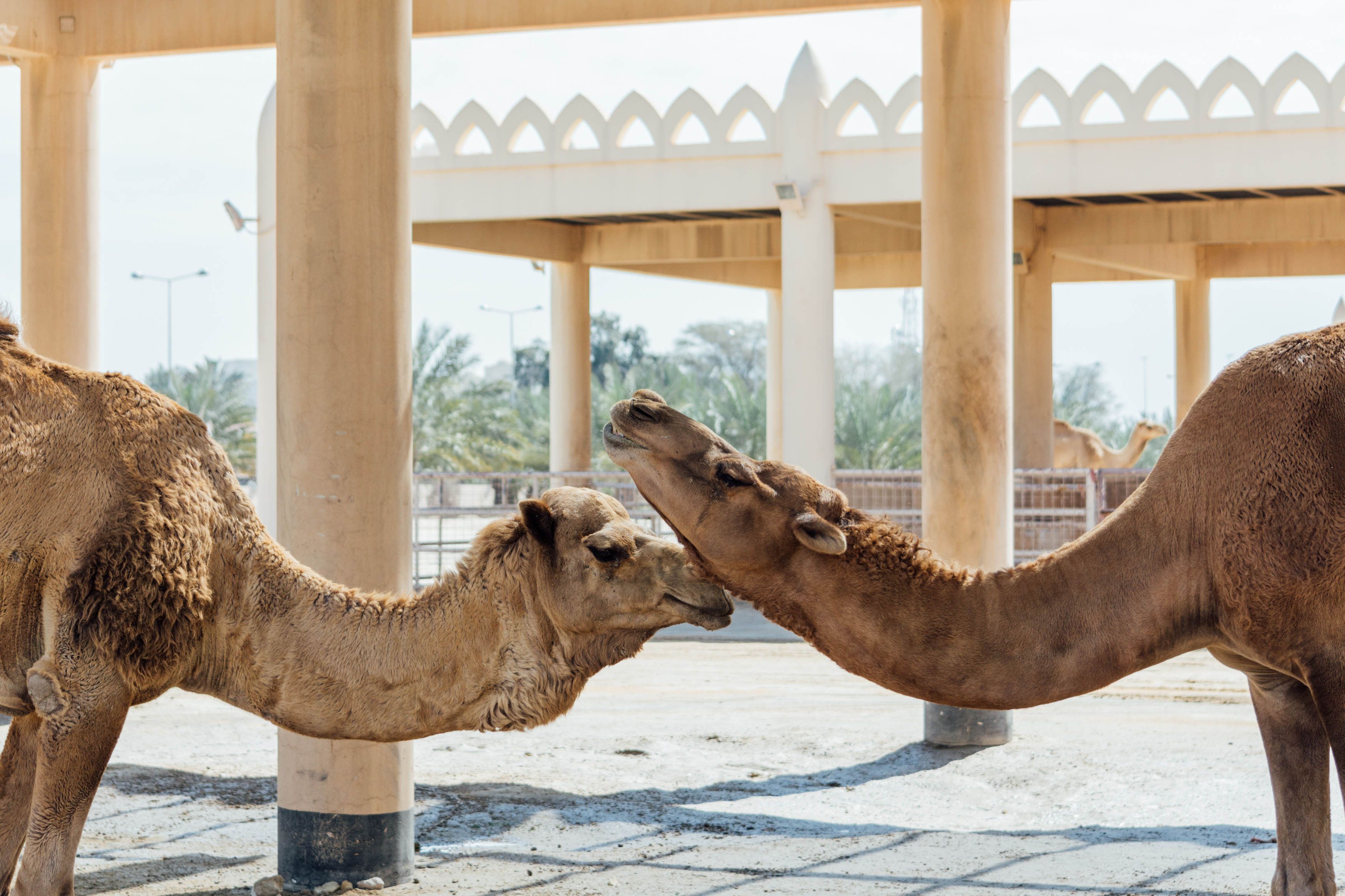 Royal Camel Farm