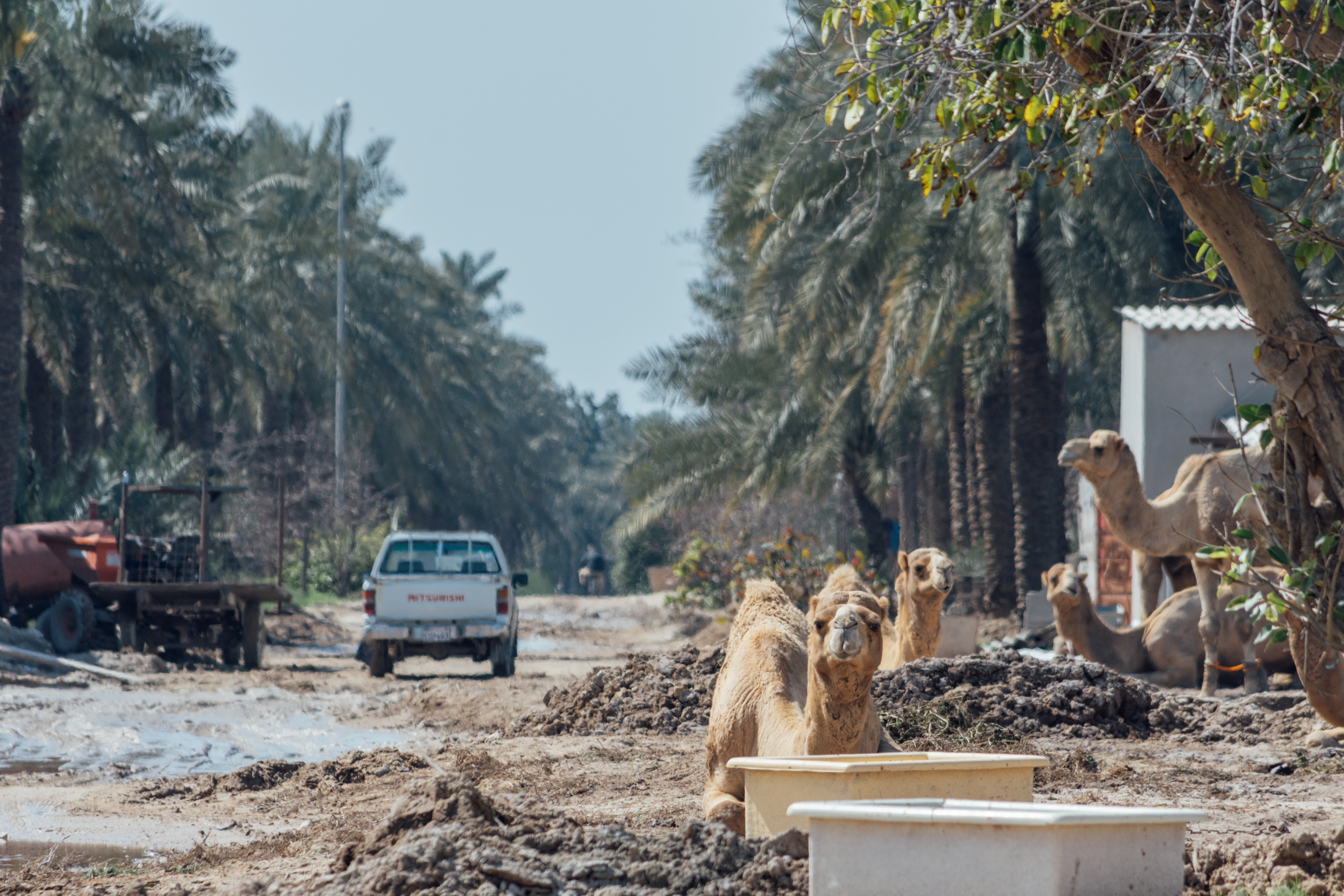 Royal Camel Farm