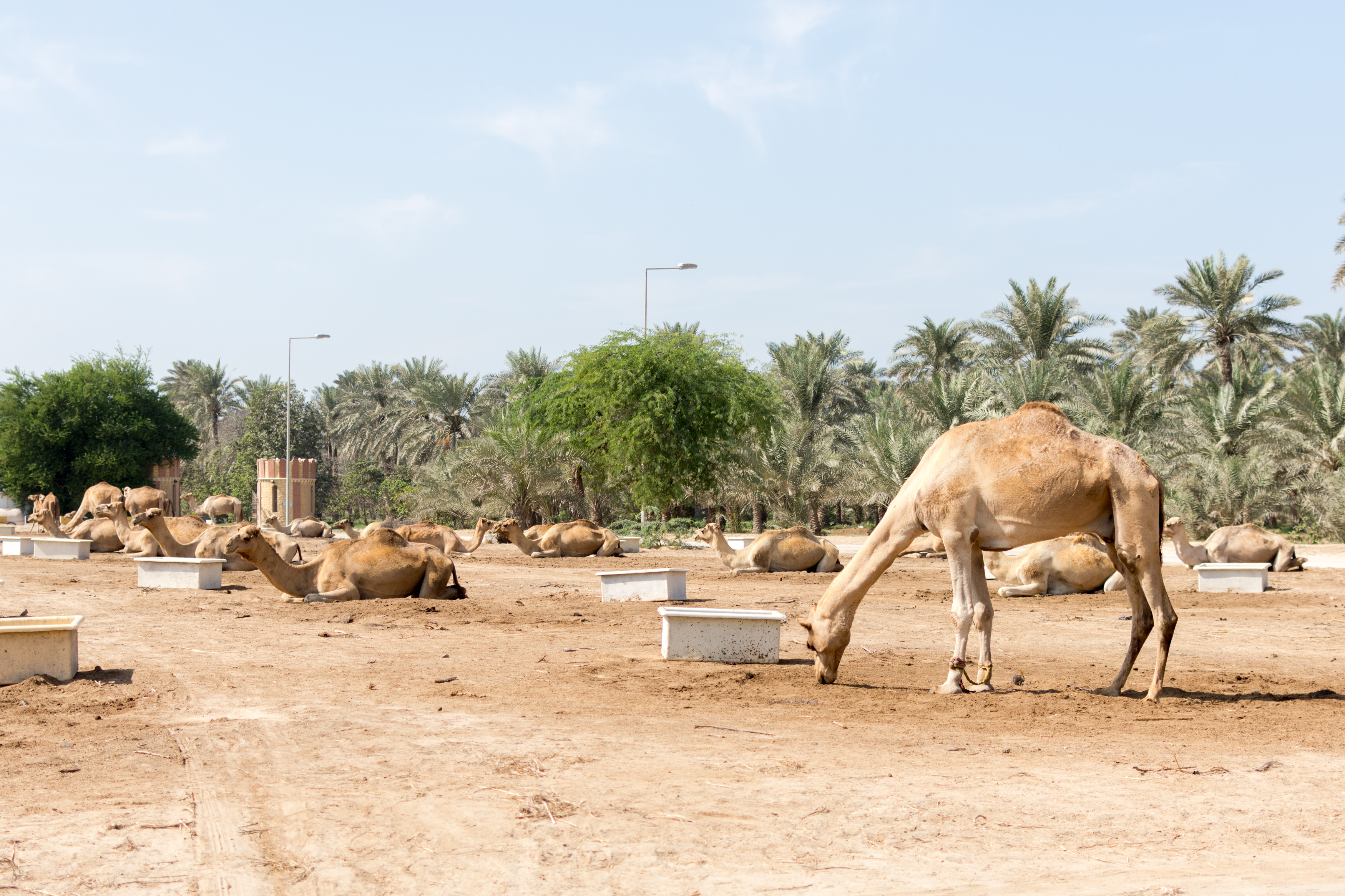 Royal Camel Farm