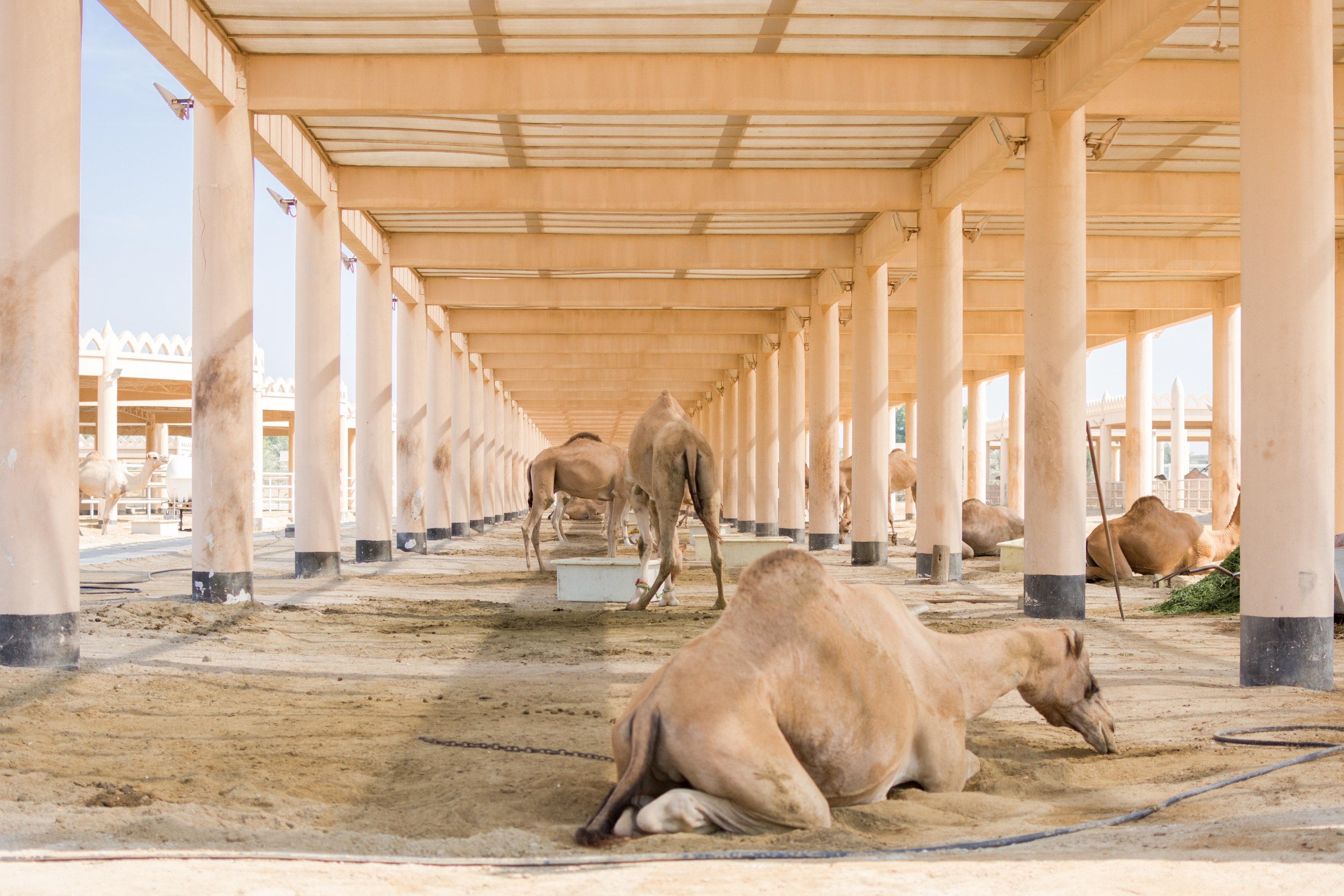 Royal Camel Farm