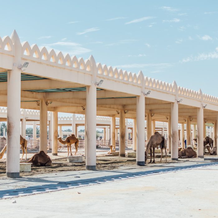 Royal Camel Farm