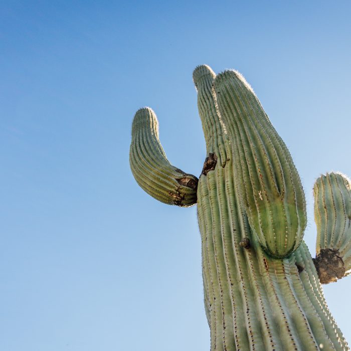 Photo of a saguaro cactus looking from the bottom up.