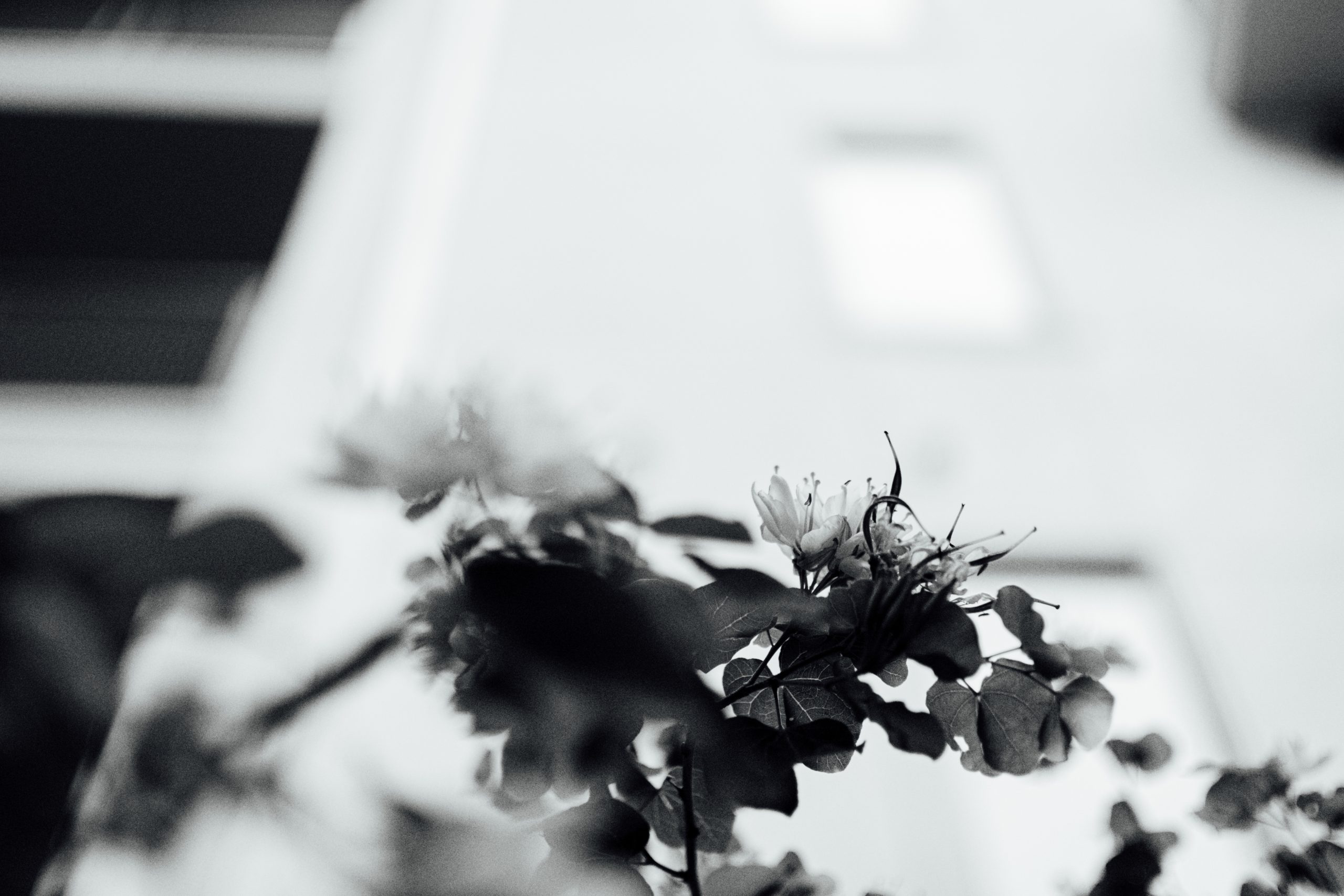 Black and white photo of a close up of some flowers.