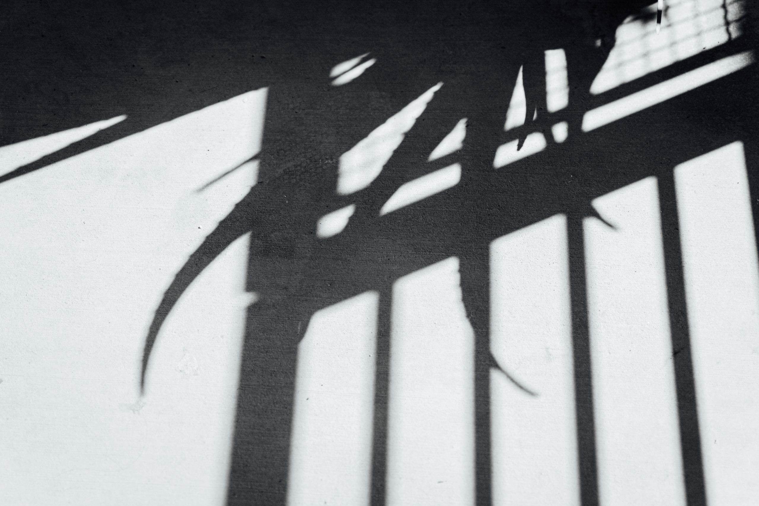 Black and white photo of aloe vera shadow.