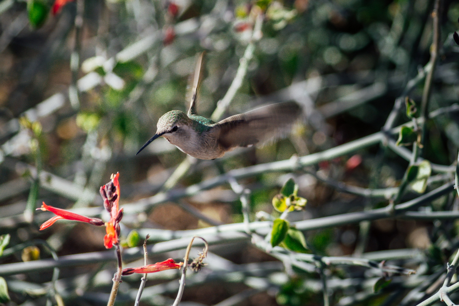 Photo of a hummingbird.