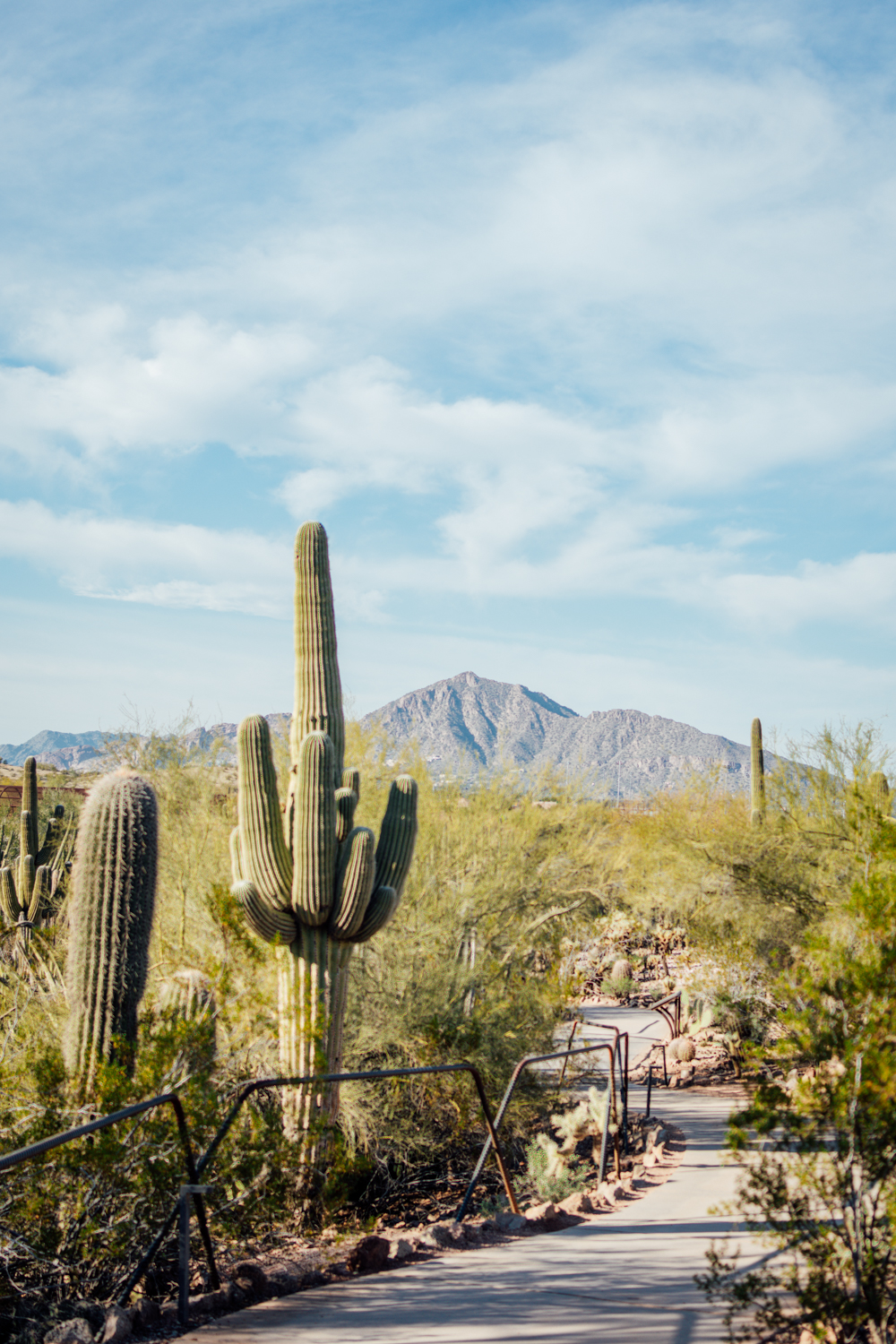 Photo of saguaro cacti.