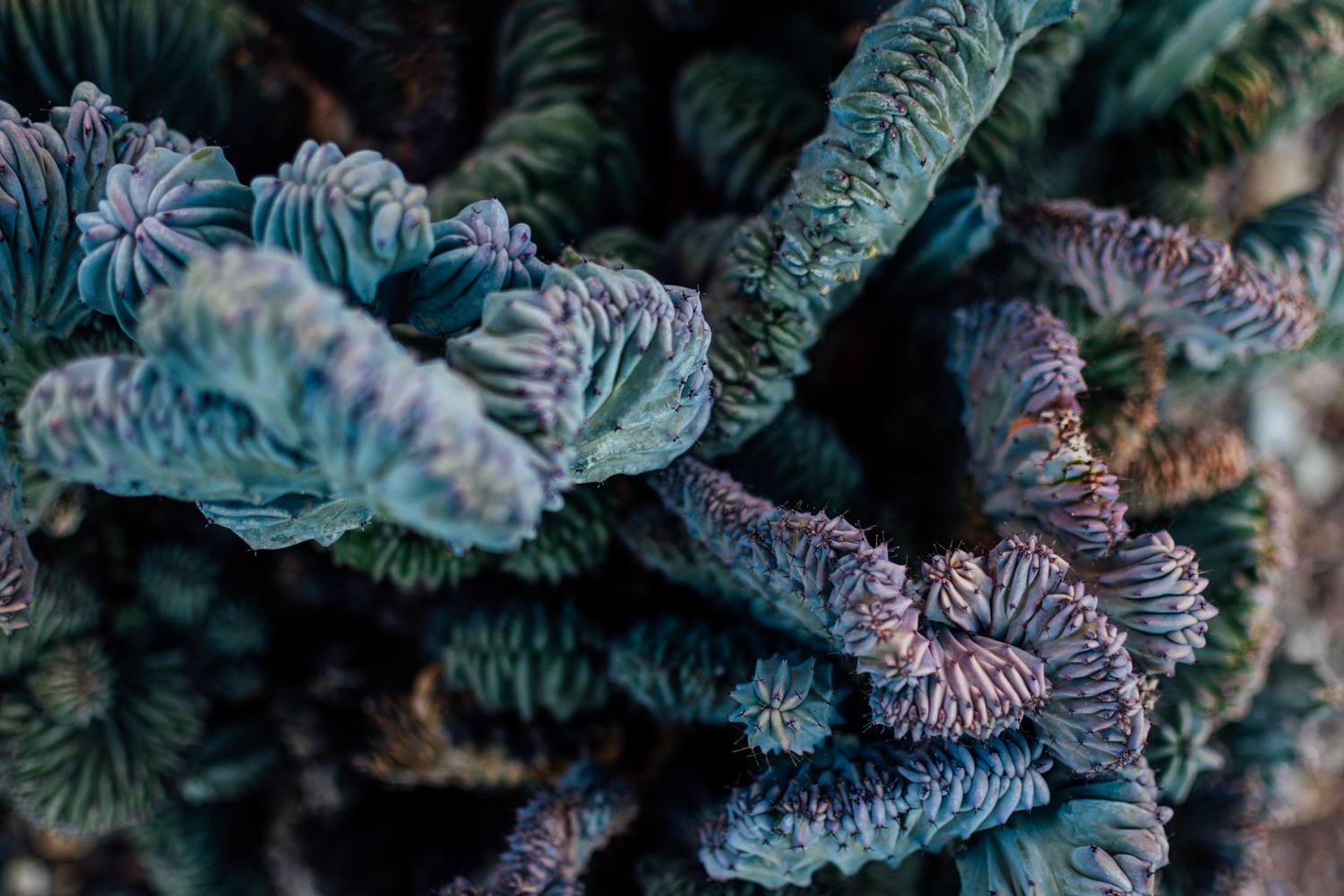 Close-up photo of cacti.