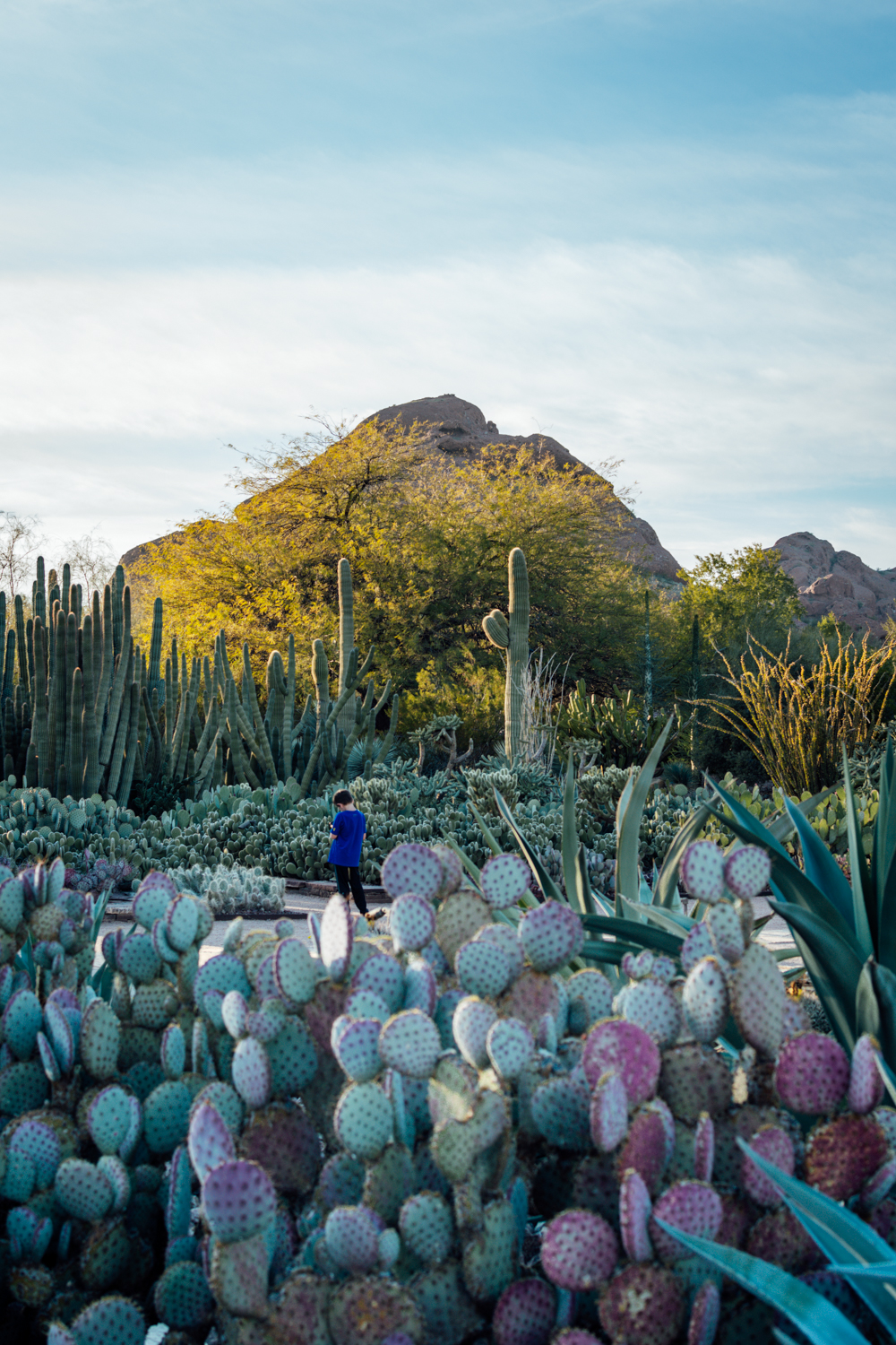 Photo of the Papago Buttes from the botanical gardens.