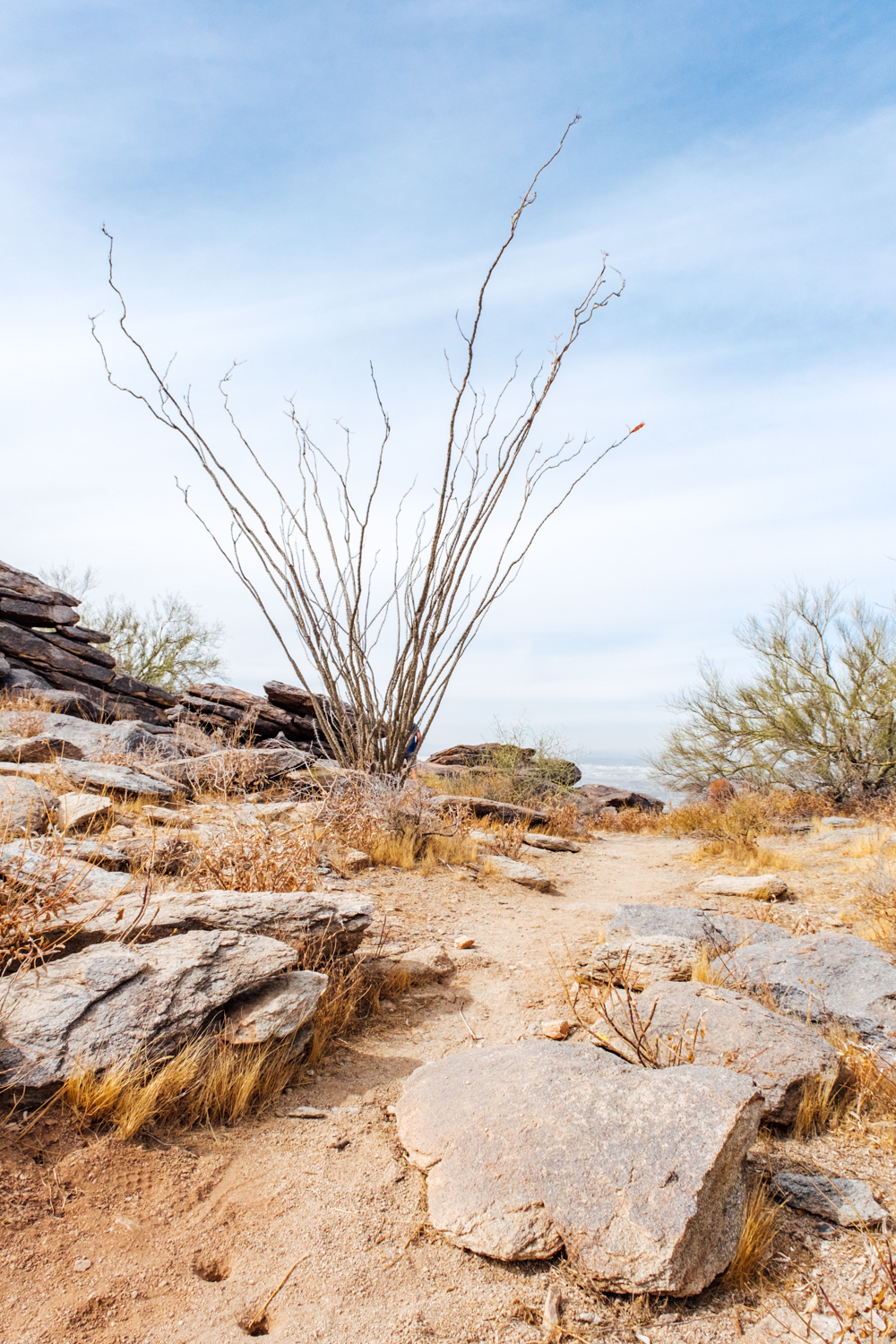 Photo of an ocotillo plant.