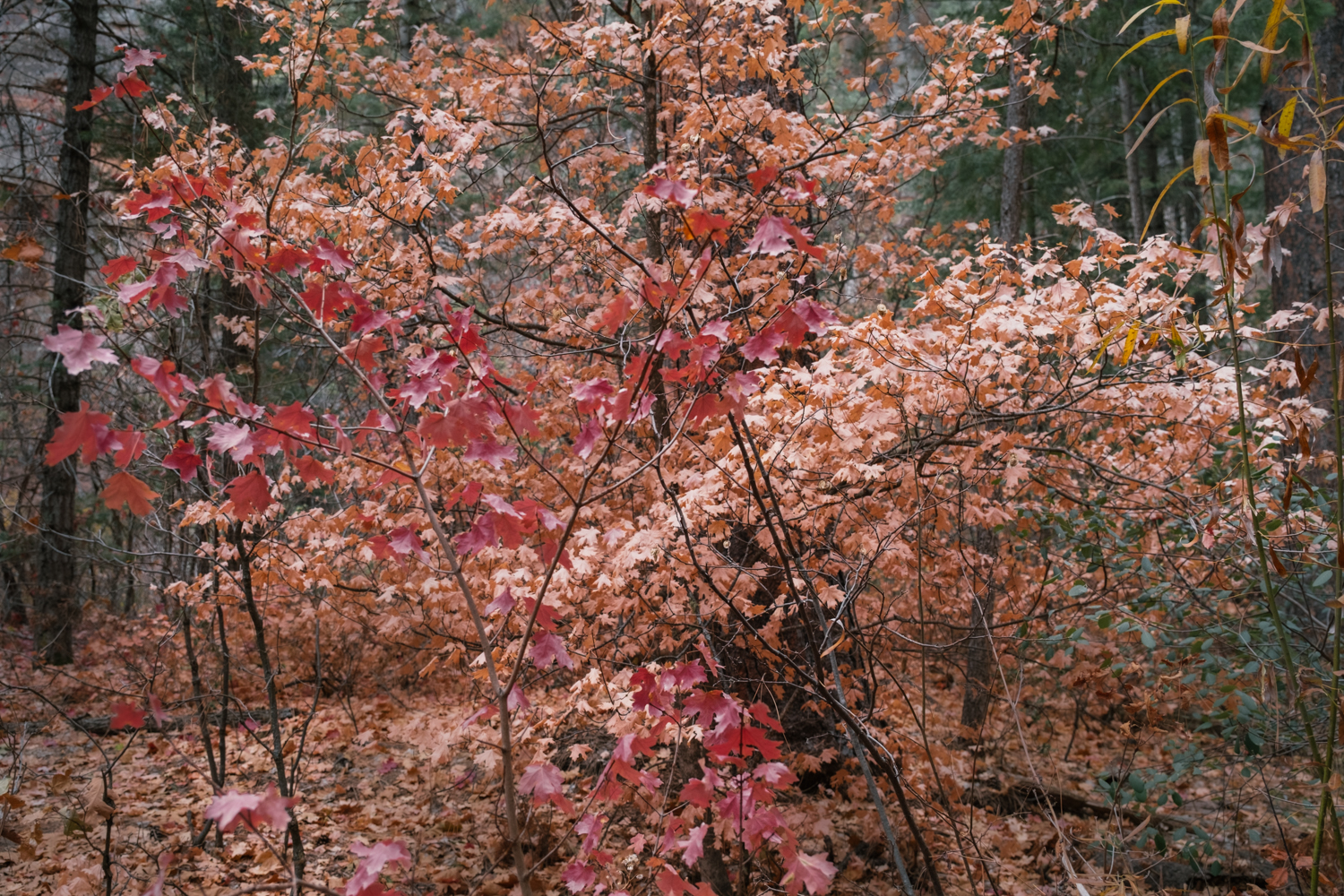 Photo of autumn coloured leaves.