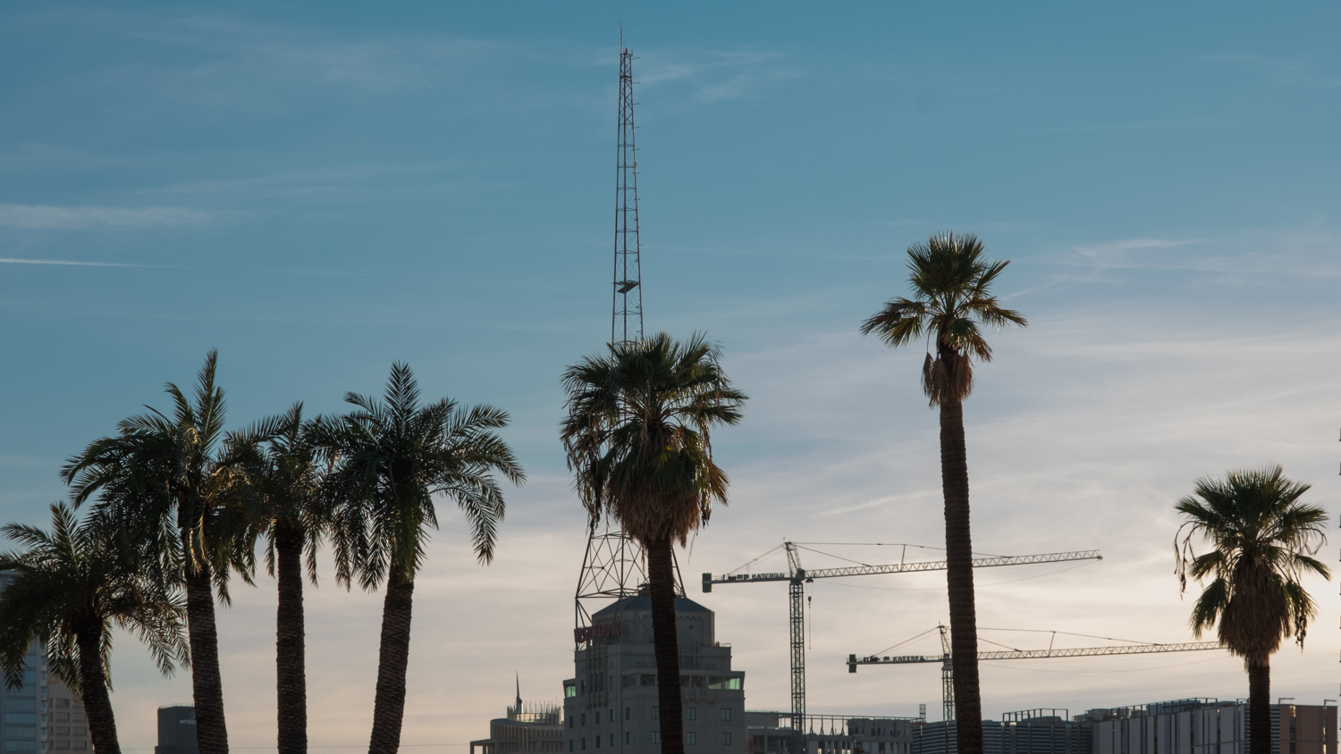 Photo of palm trees in front of the Westward Ho.