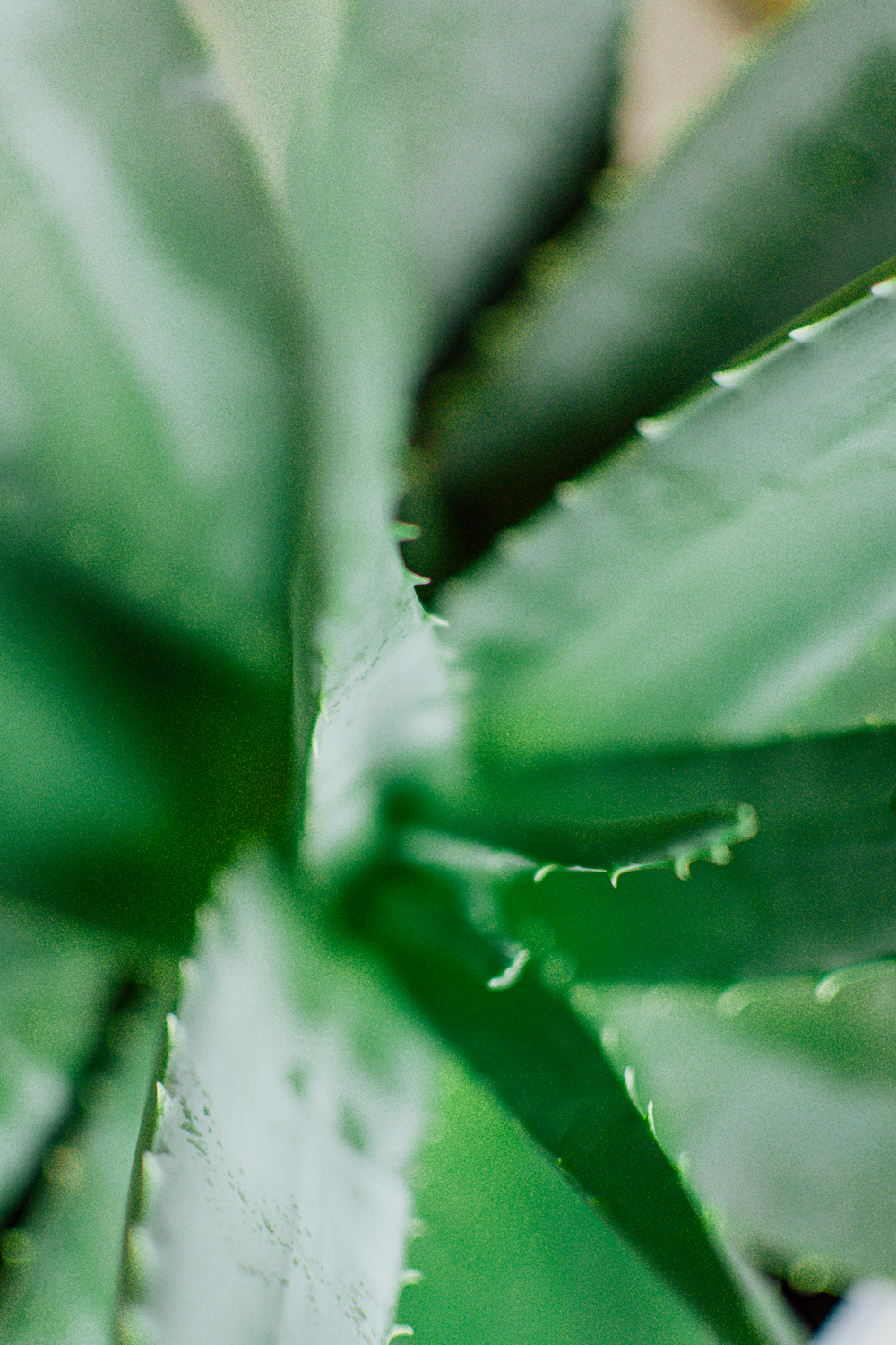 Photo of a close-up of an aloe vera plant.