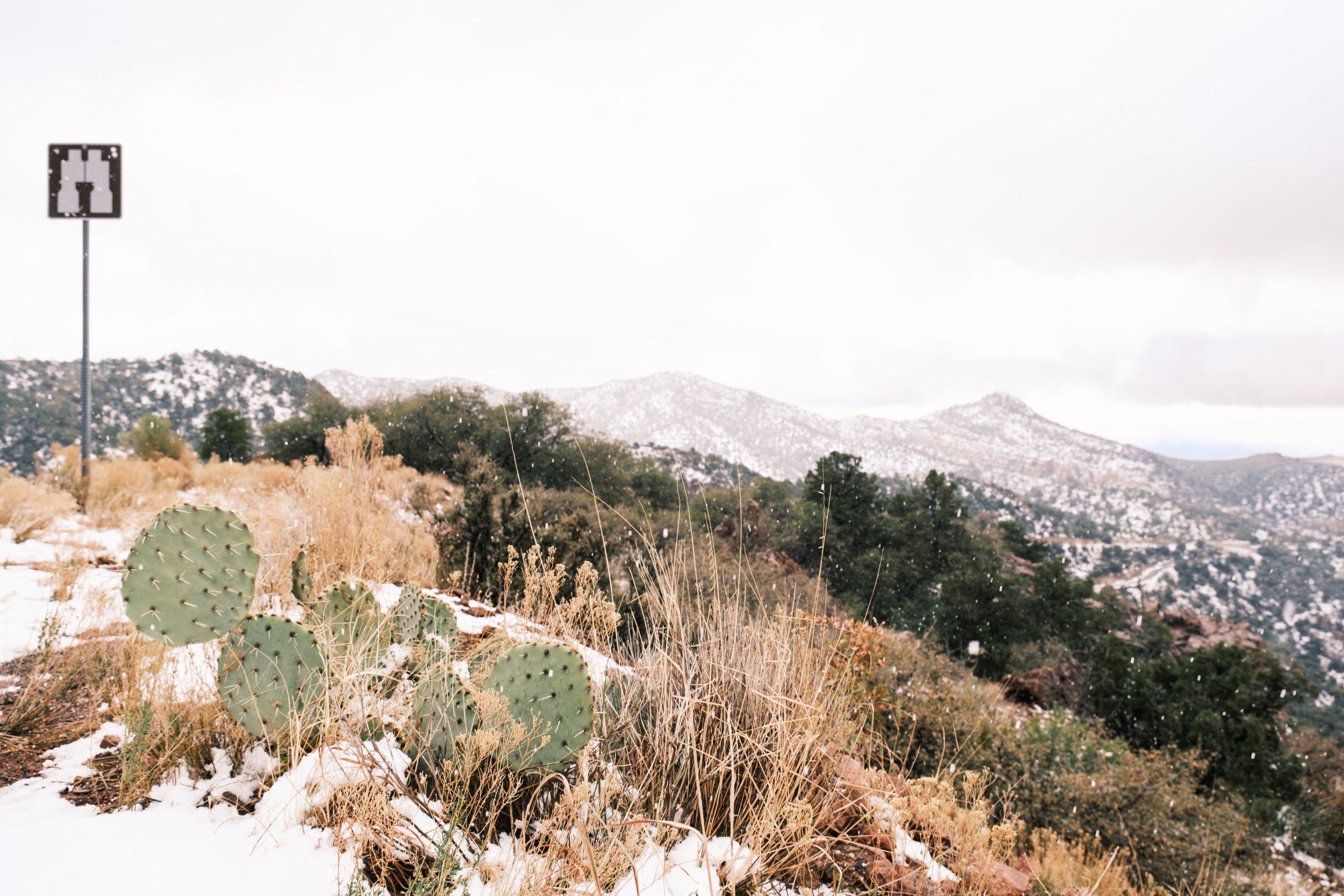Photograph of cacti covered in snow in the foreground with snow covered mountains in the background.