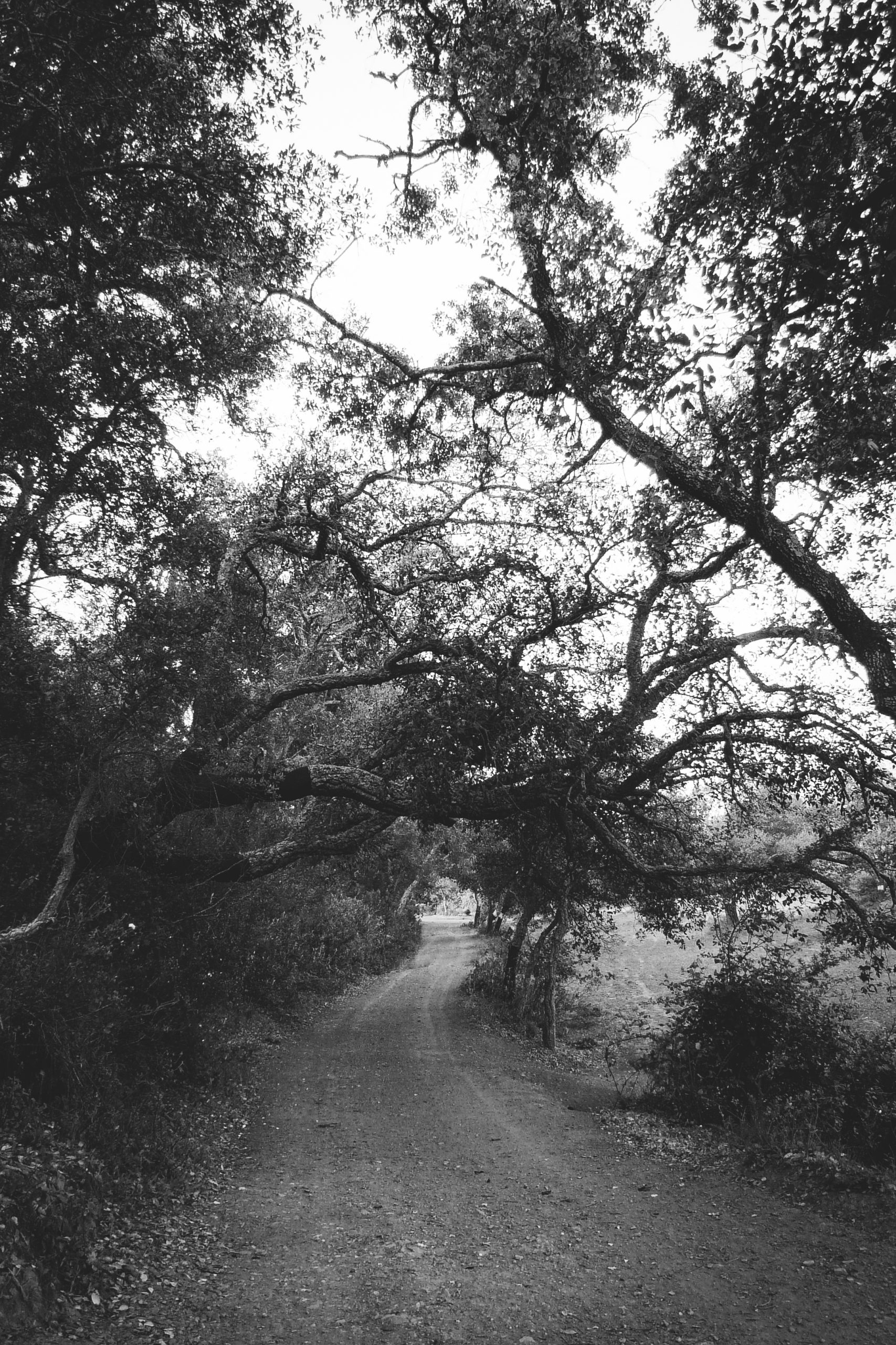 Black and white photograph of a rural country road surrounded by trees.