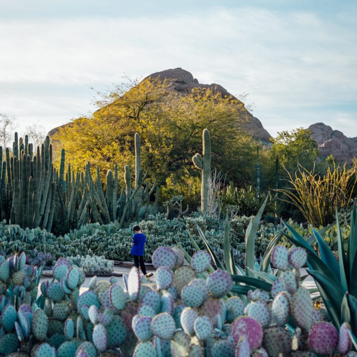 Photo of the back of a young person in a blue top surrounded by cacti with a mountain in the background.