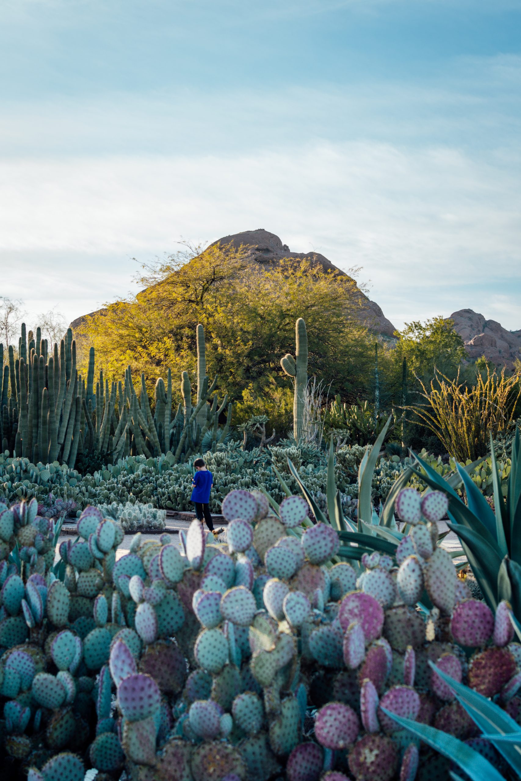 Photo of the back of a young person in a blue top surrounded by cacti with a mountain in the background.