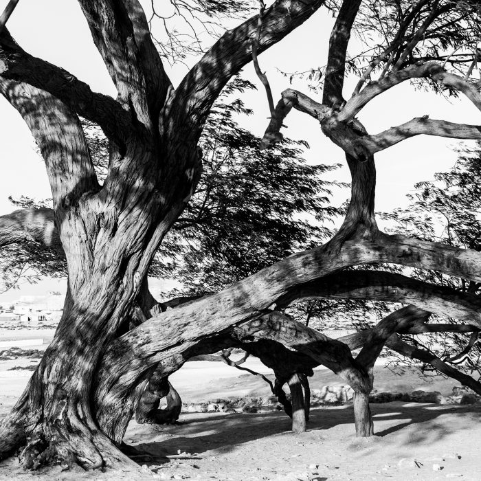 Black and white photograph of the close up of the trunk of Bahrain's famous Tree of Life