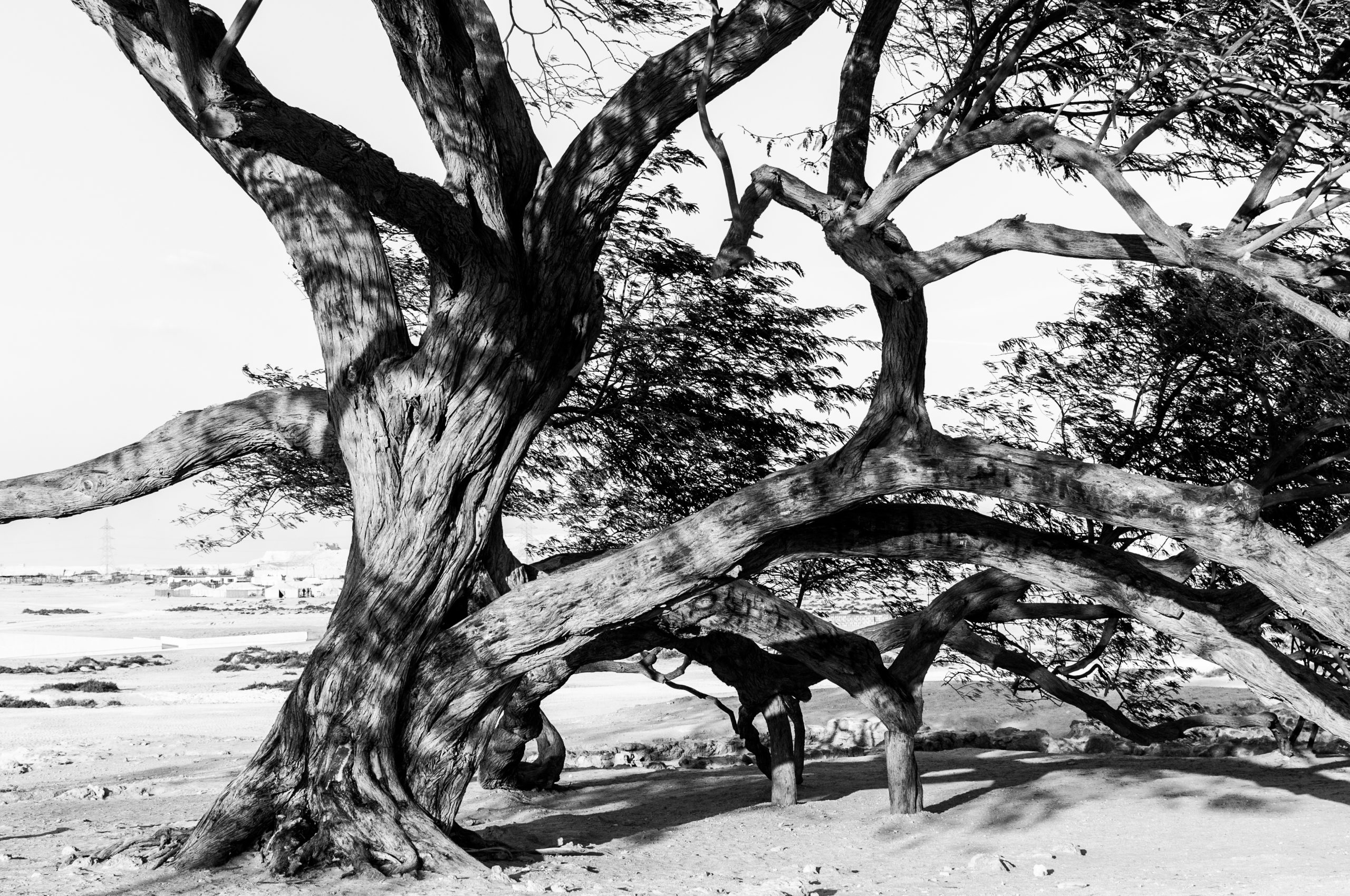 Black and white photograph of the close up of the trunk of Bahrain's famous Tree of Life