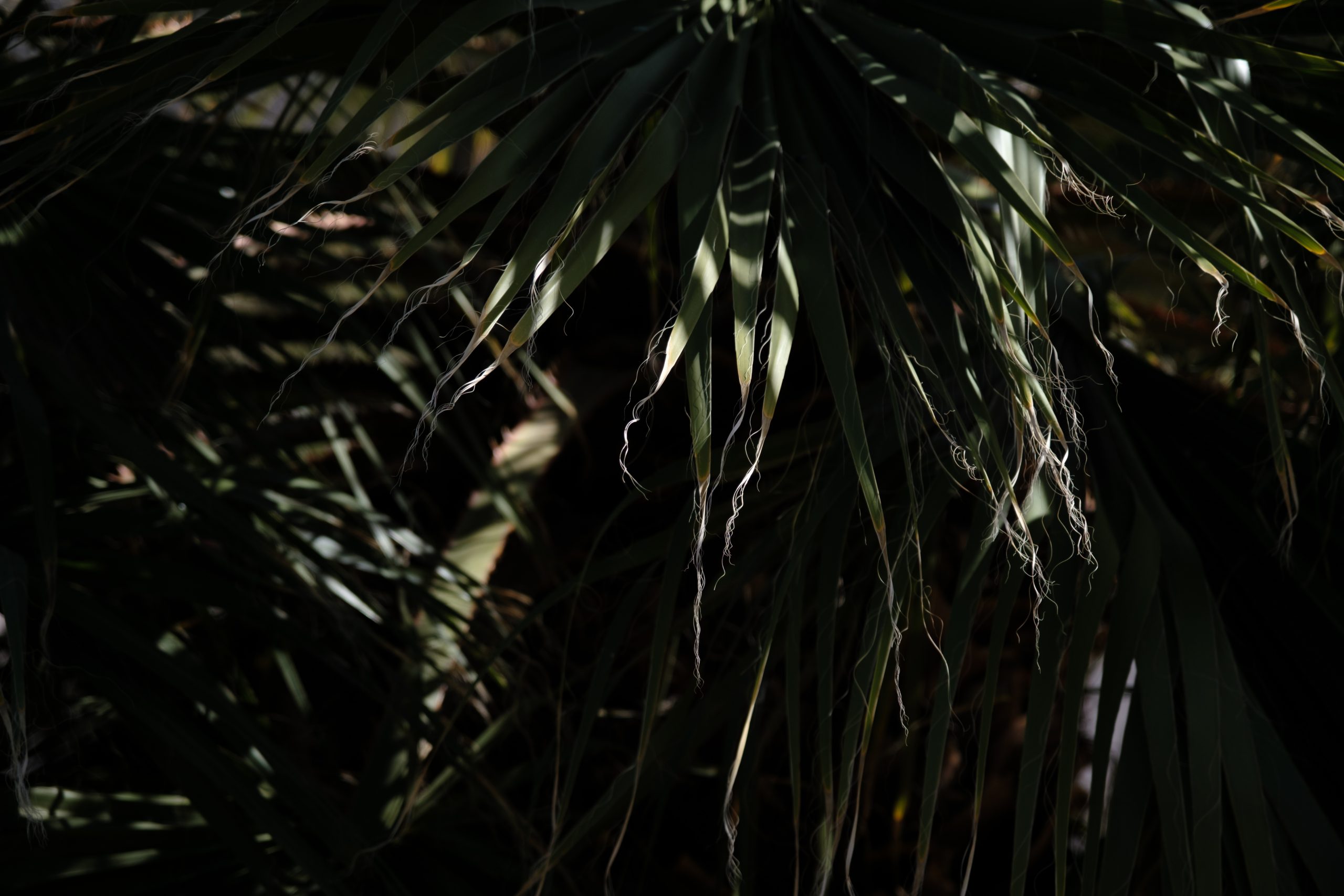 Photograph of a close up of palm tree leaves shrouded in shadows.