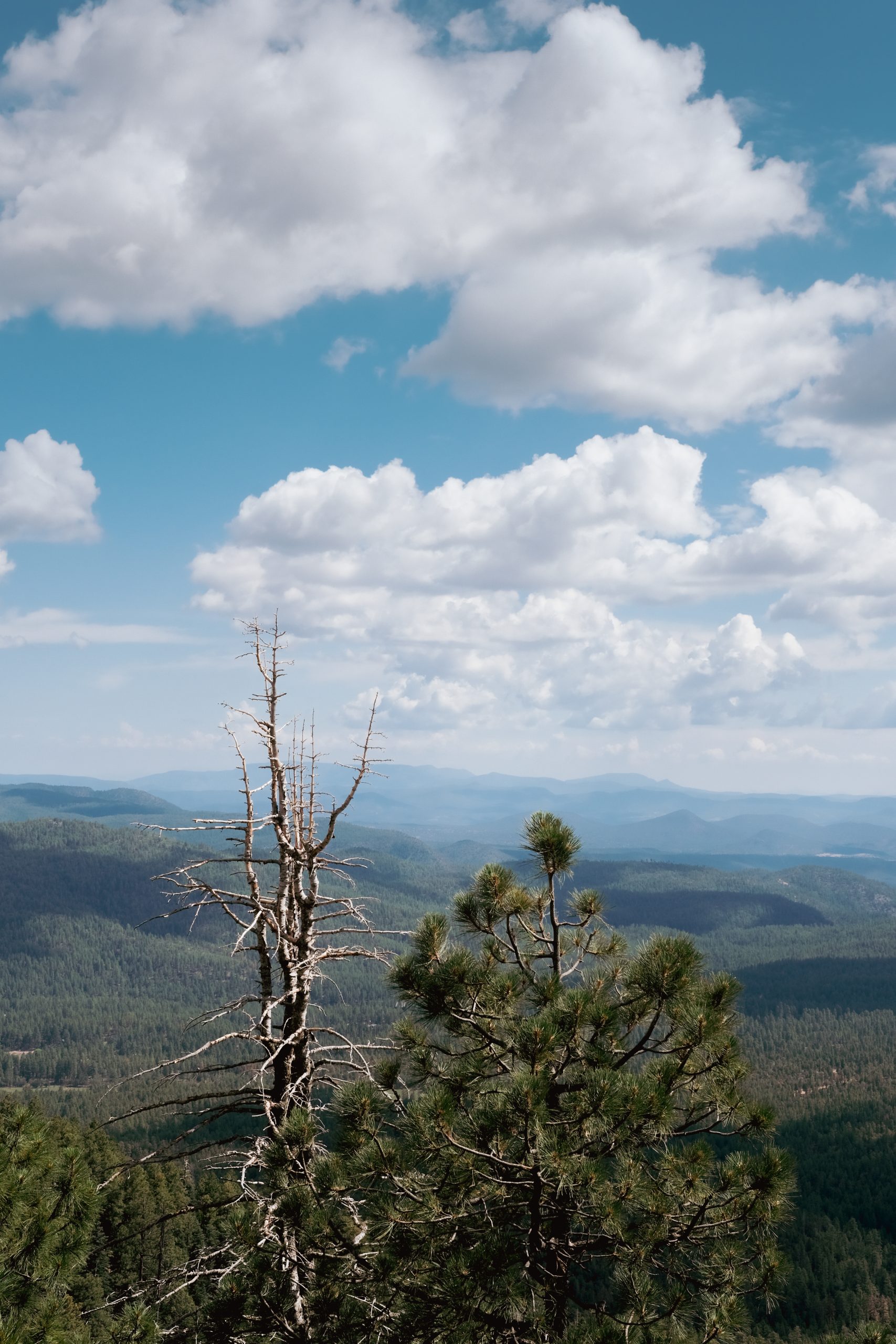 Photograph of the tops of green mountains and hills with a dead tree in the foreground.