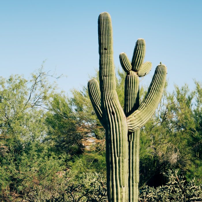Photograph of two saguaro cacti that look like they're hugging.