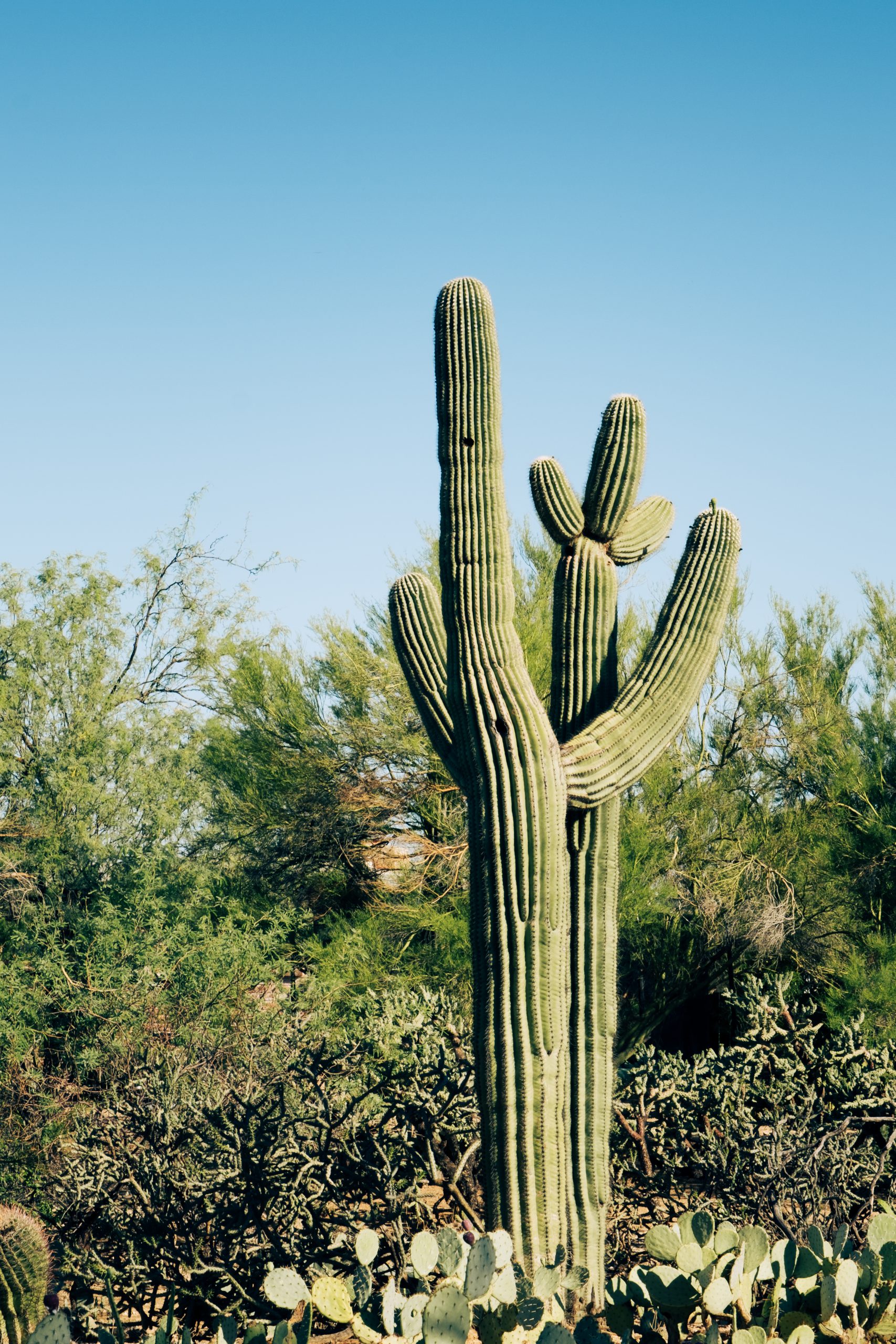 Photograph of two saguaro cacti that look like they're hugging.