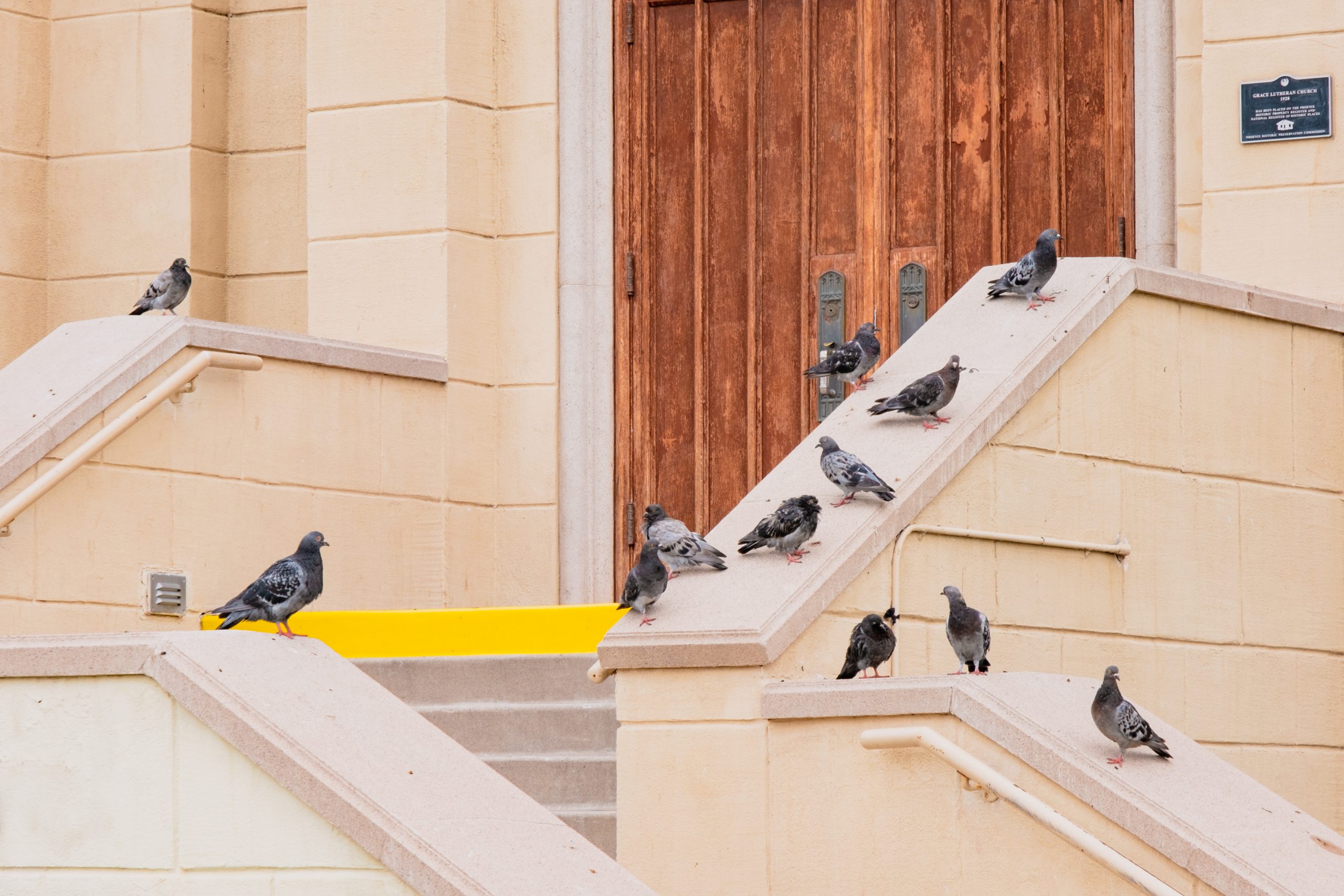 Photograph of a flock of pigeons sitting and standing on and around some stairs leading up to a door.