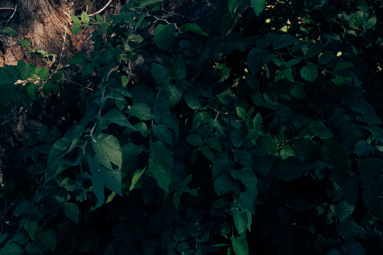 Photograph of green leaves in shade.