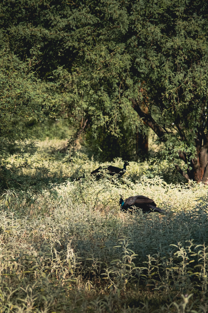 Photograph of a peacock in long grass.