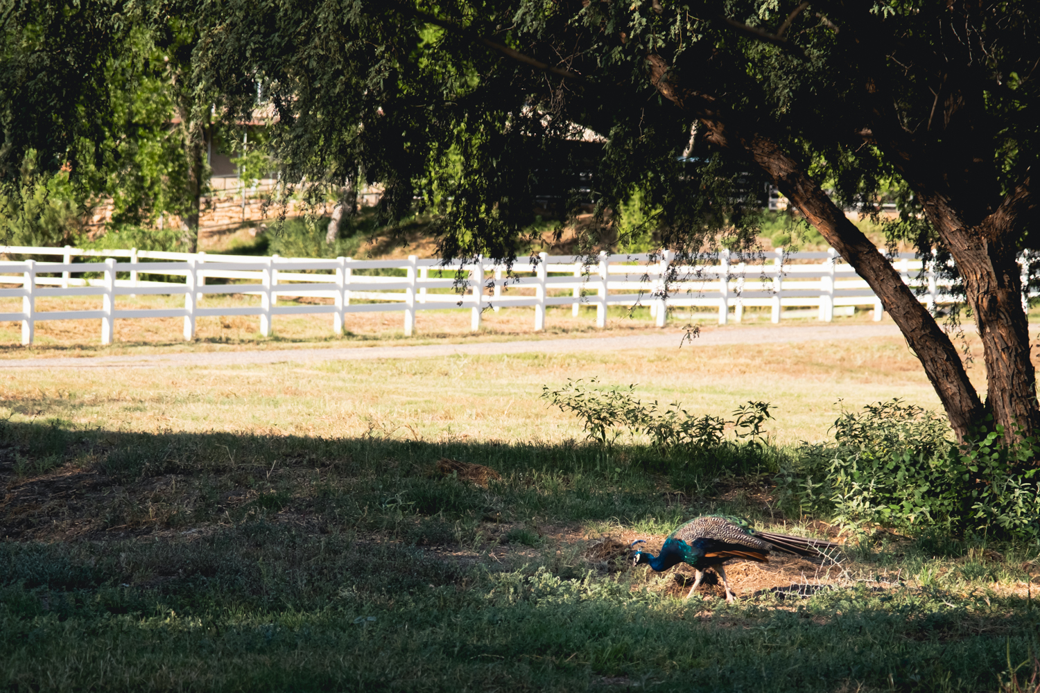 Photograph of a peacock in sunlight, under a tree