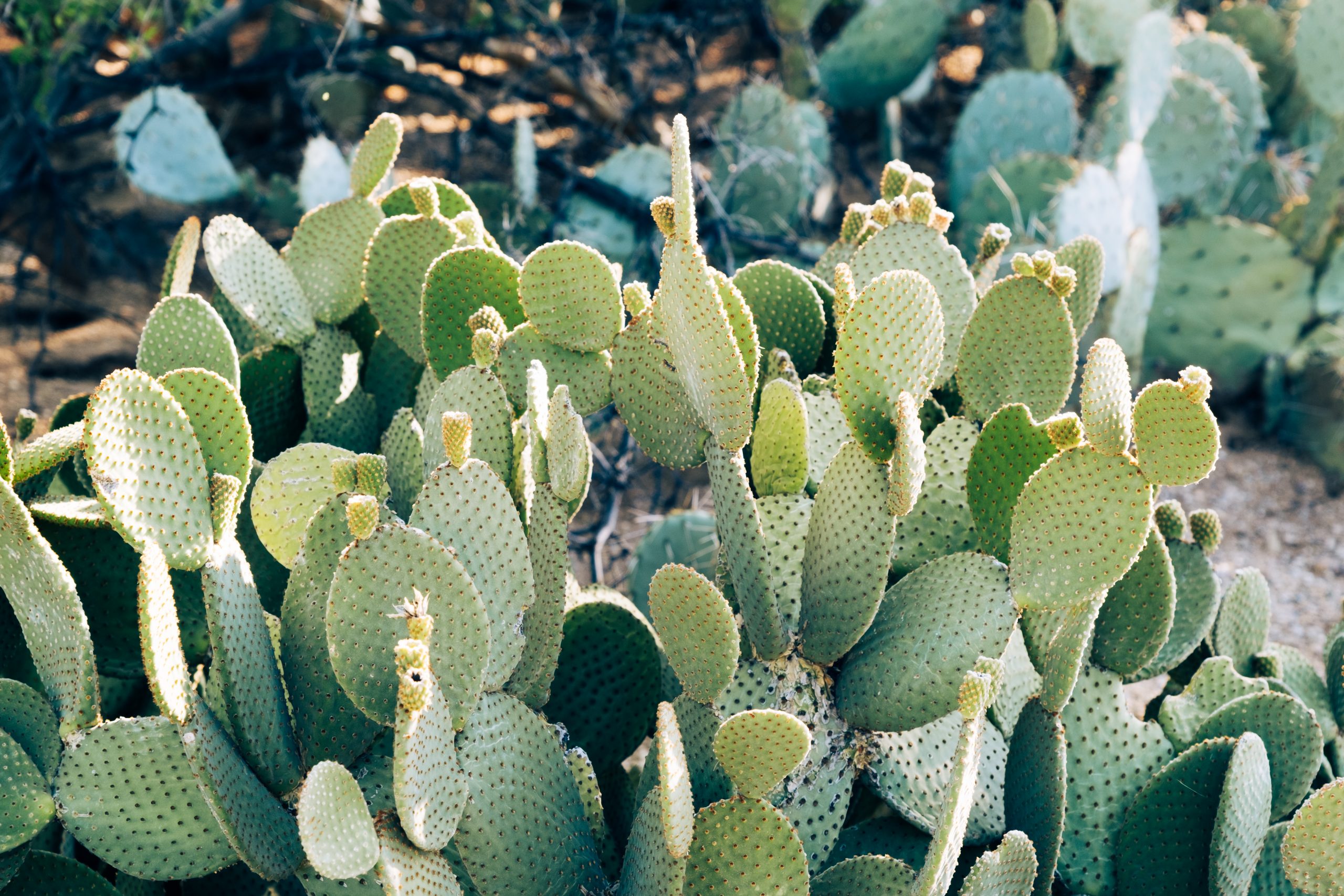 Photograph of bunny rabbit ear cacti, looking over them.