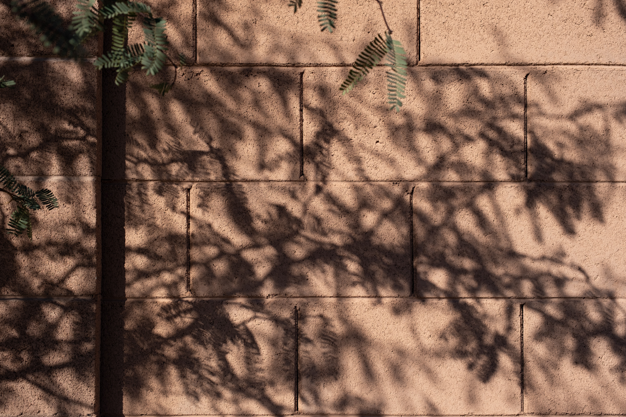A photo of the shadows of a tree's leaves on an orange wall.